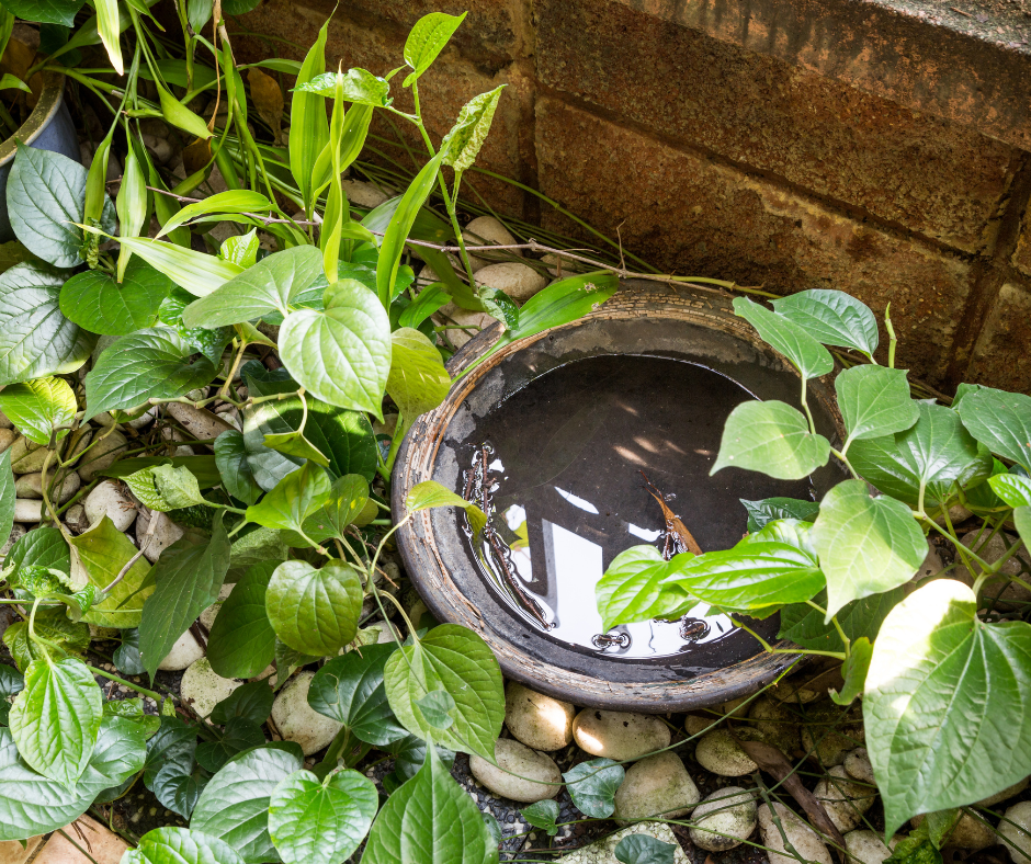 A rustic water basin surrounded by vibrant green plants and smooth river stones.