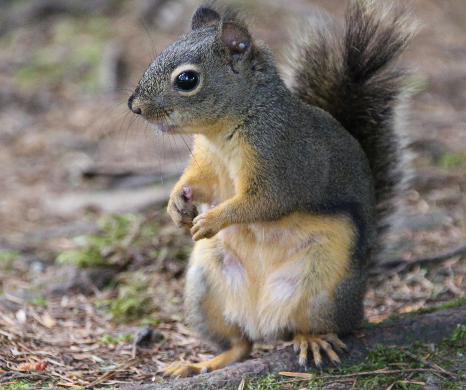 A gray and yellow squirrel stands on its hind legs, looking left with its paws together.