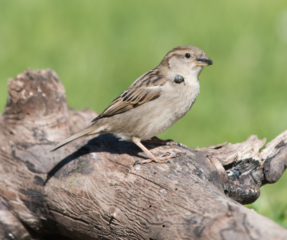 A house sparrow with a dark spot on its chest perches on a weathered log against a green