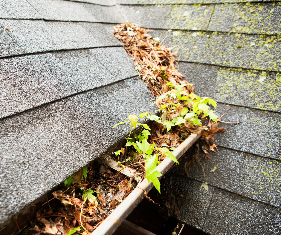 A roof gutter is heavily clogged with brown leaves and vibrant green weeds.