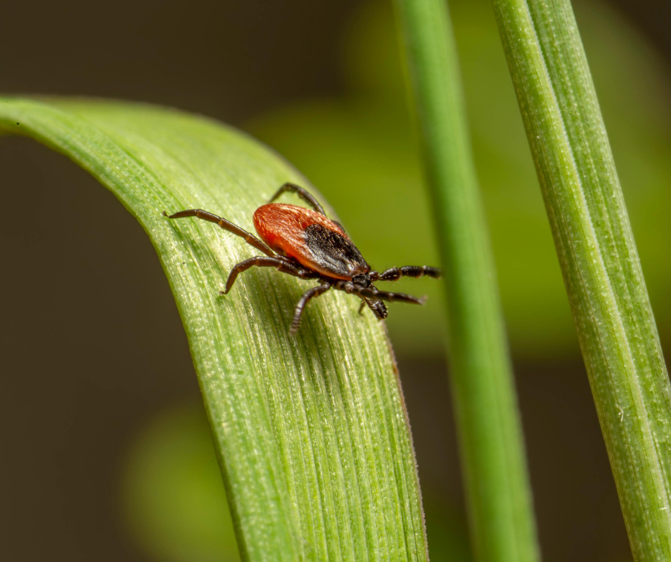 A red and black tick perches on a vibrant green blade of grass, in sharp