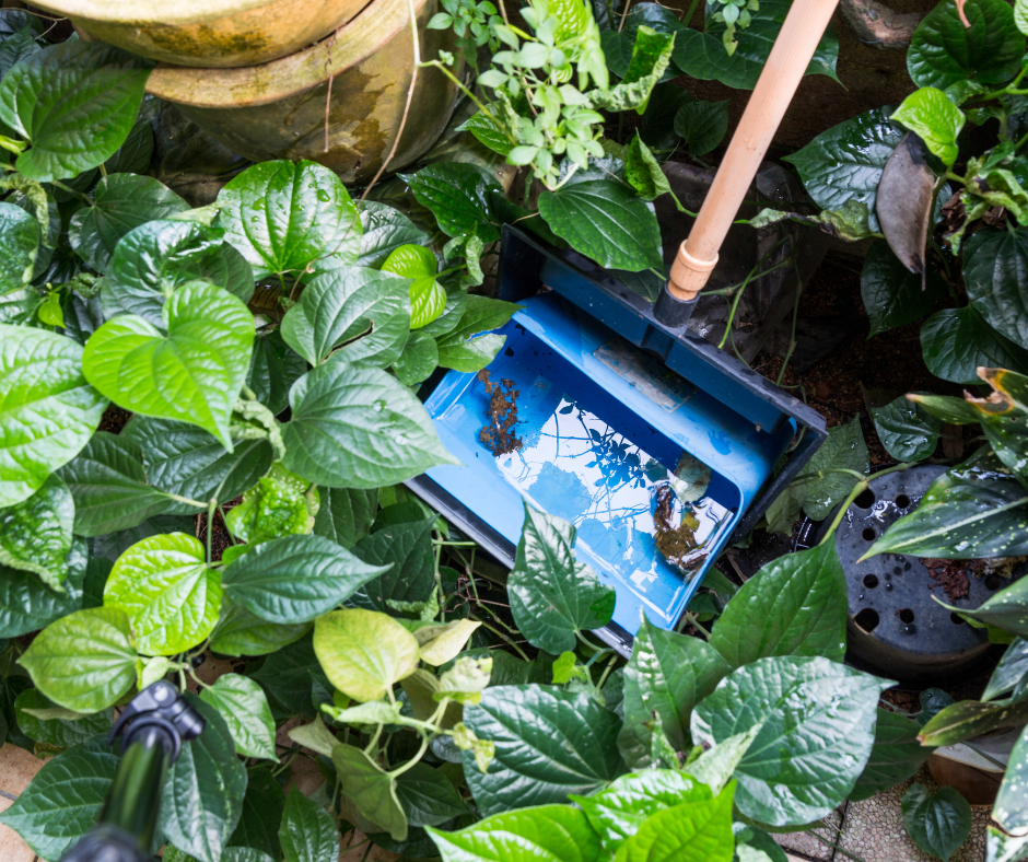 A blue dustpan with water and debris is being used among lush green garden plants.