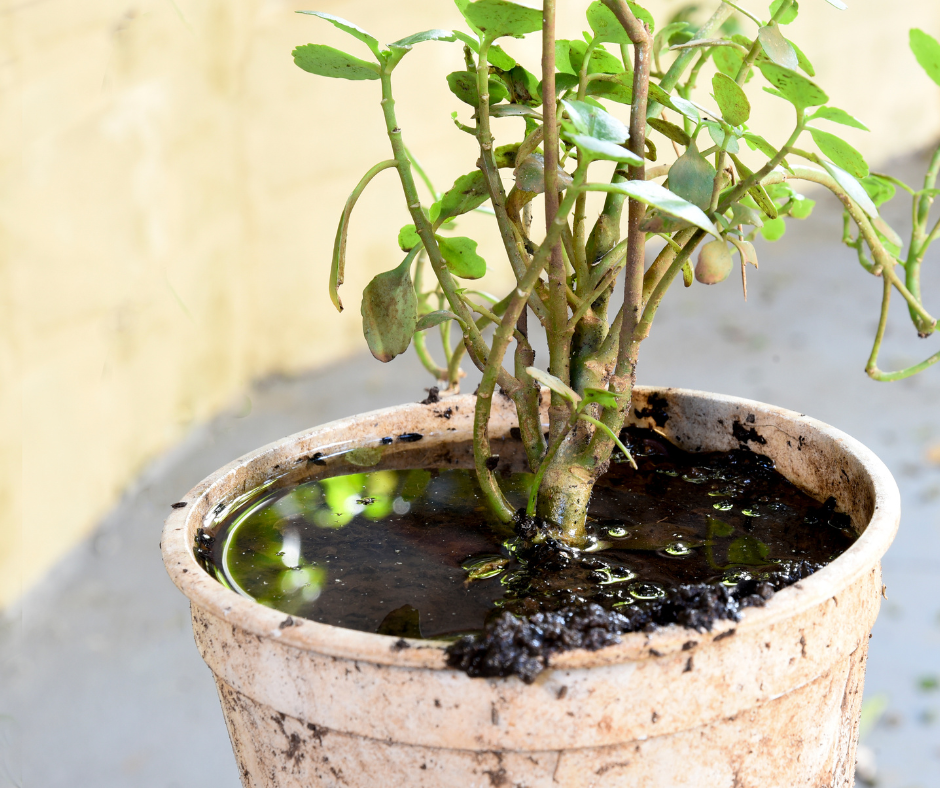 A plant in a dirty pot with standing water and small insects floating on the surface.