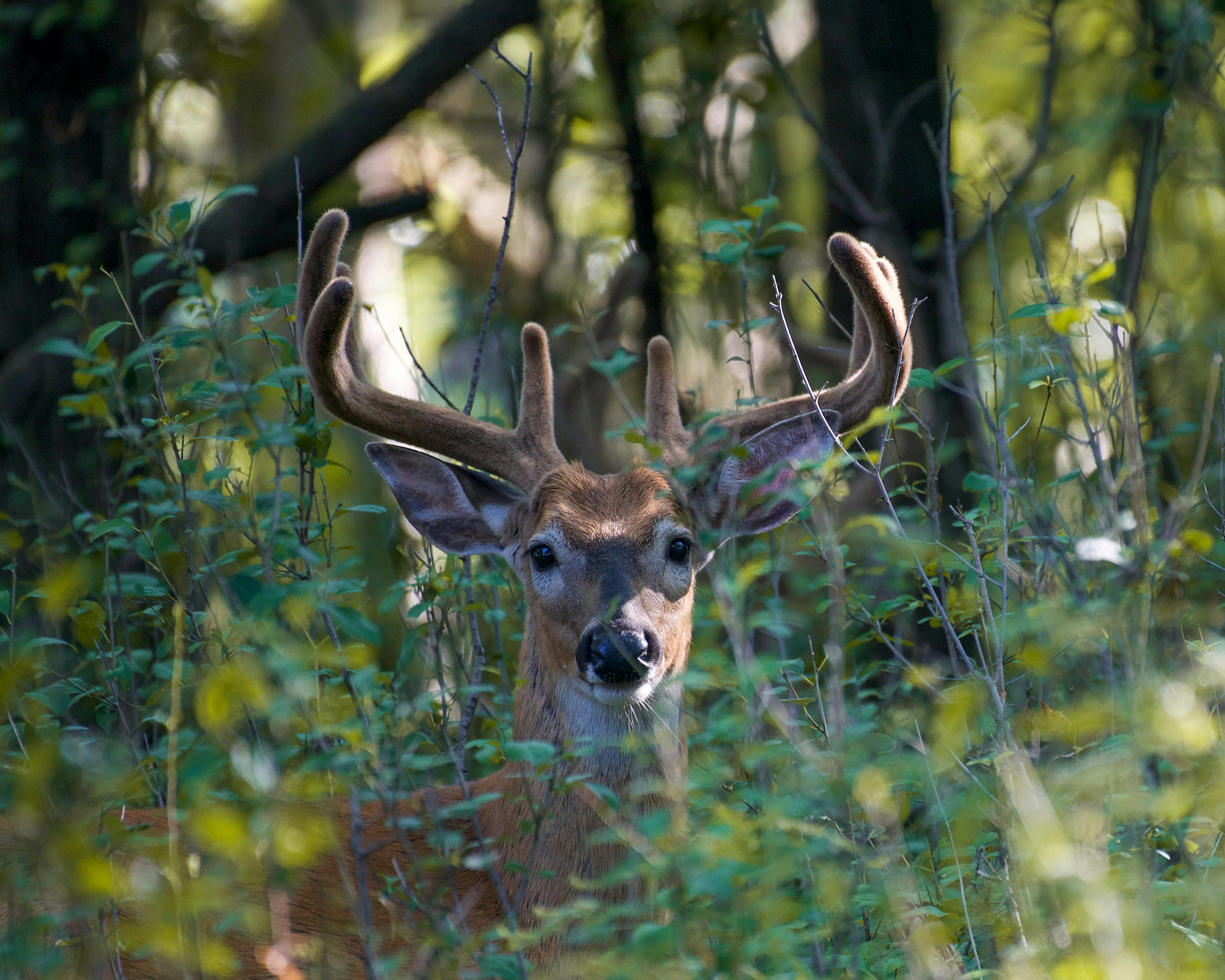 A young buck with velvet antlers peeks through lush green forest foliage.