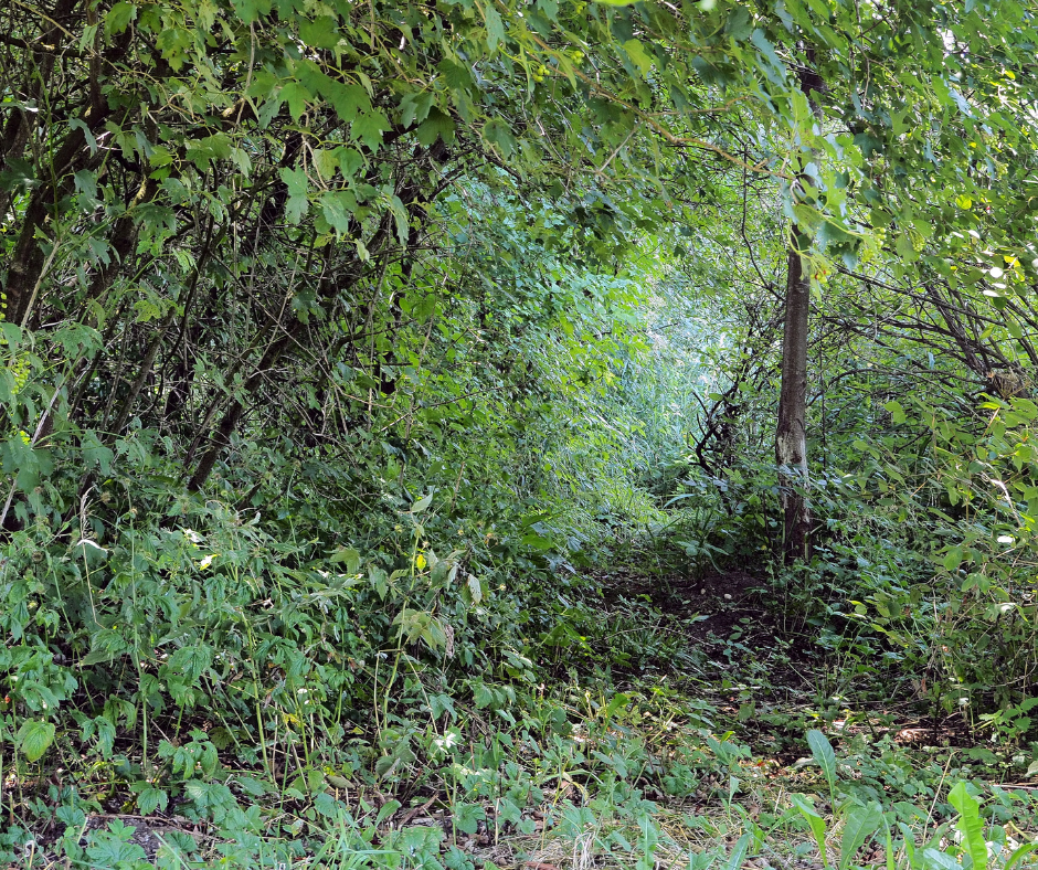 An overgrown forest path disappears into a tunnel of lush green trees and undergrowth. where do ticks live