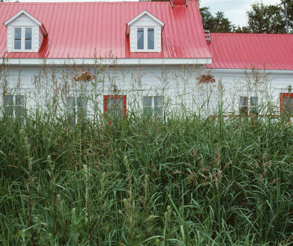 where do ticks live house partially hidden by tall green