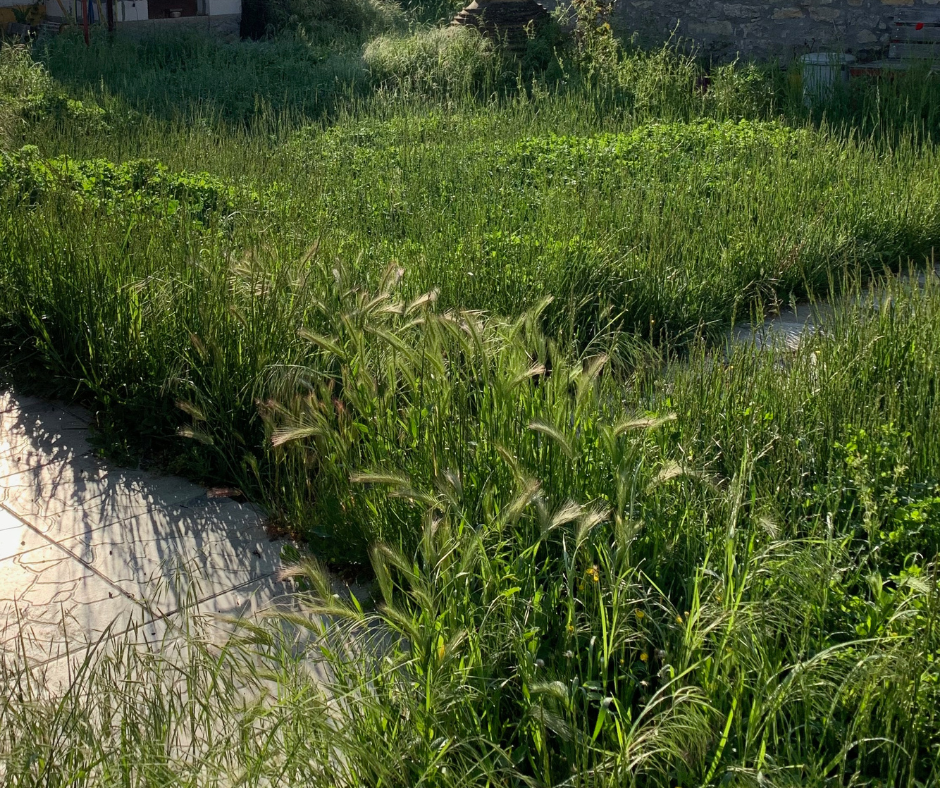 Tall green feathery grasses and weeds thrive in a sunny, overgrown field beside a concrete path