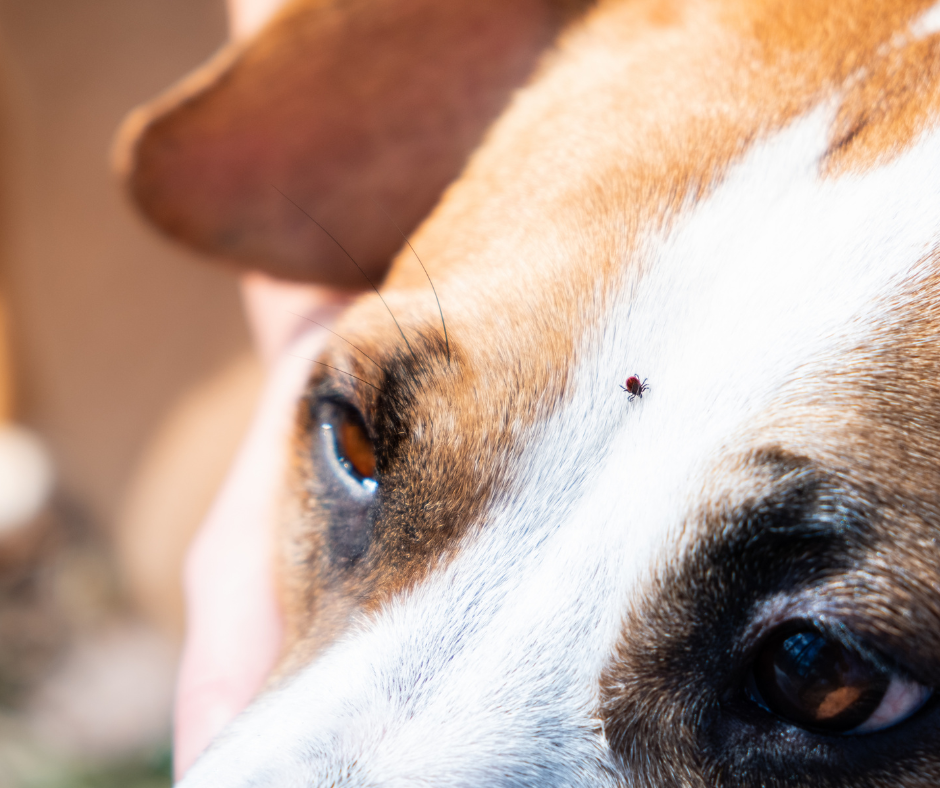 A red tick rests on the white fur of a brown and white dog's head.