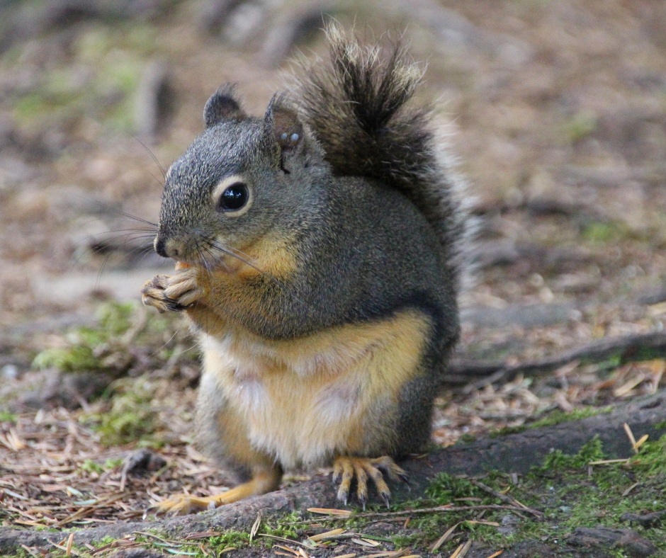 A grey and yellow squirrel sits on the forest floor, holding food in its front paws.