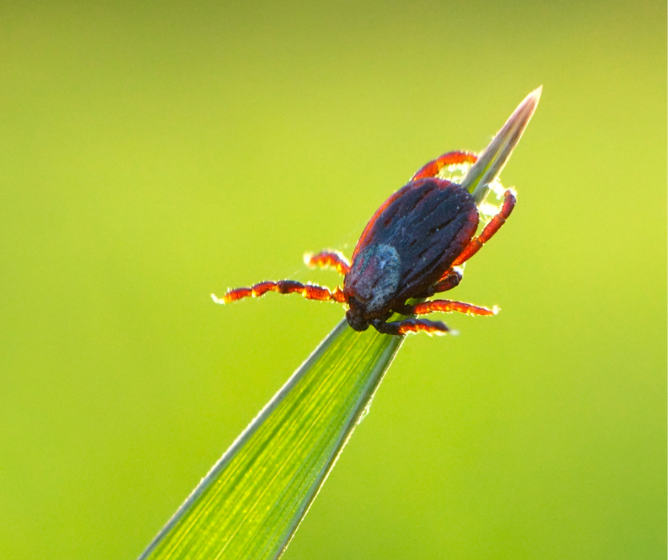 A dark-bodied tick with reddish legs clings to a blade of grass against a bright green