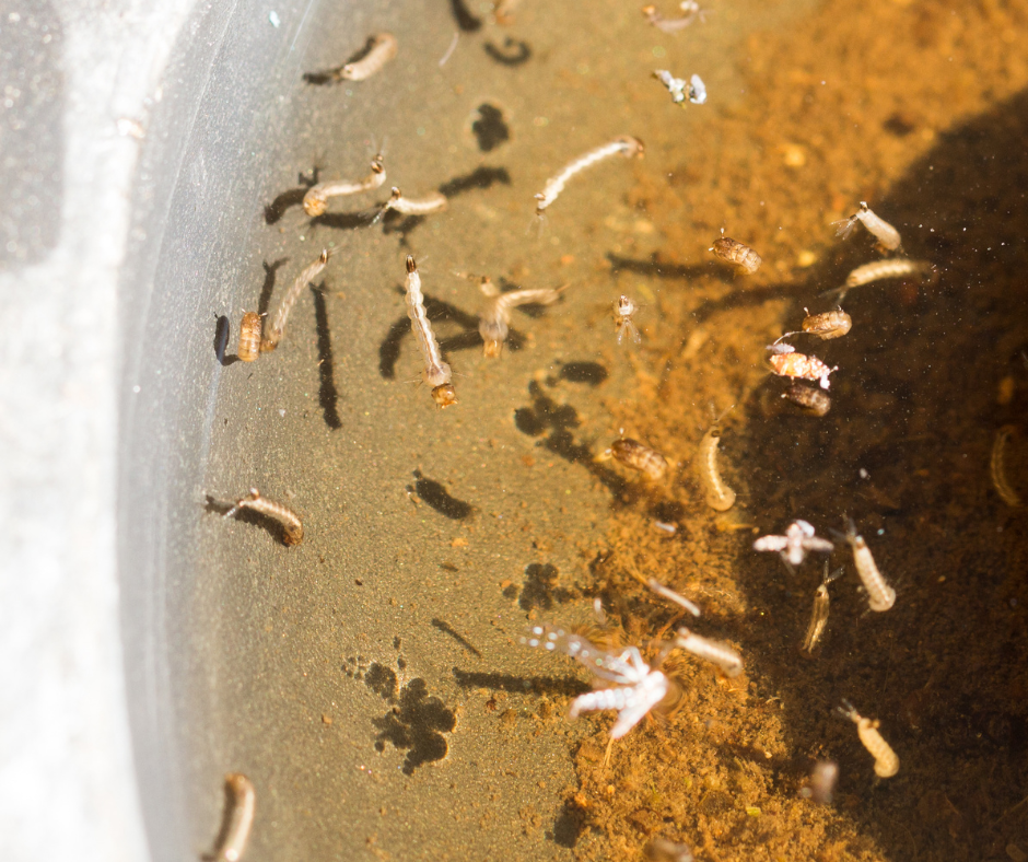 Numerous mosquito larvae and pupae are visible in a pool of murky, stagnant water. TITLE