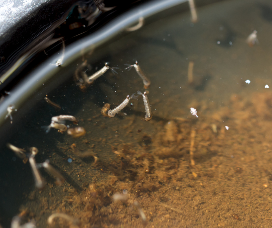 Numerous mosquito larvae are seen wiggling in a shallow pool of murky water. TITLE: