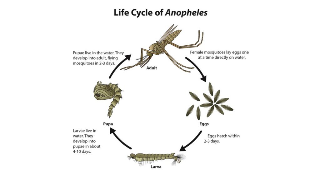 Anopheles mosquito life cycle diagram depicting eggs, larva, pupa, and adult stages with