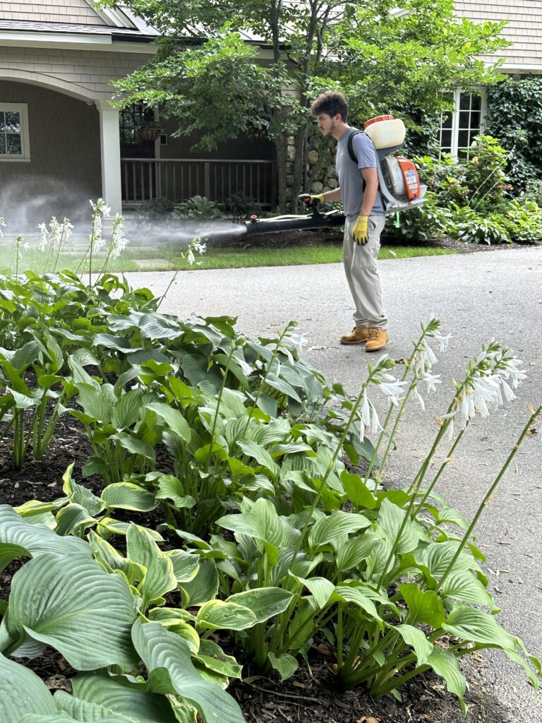 A landscaper uses a backpack sprayer to treat hosta plants along a driveway next to a house