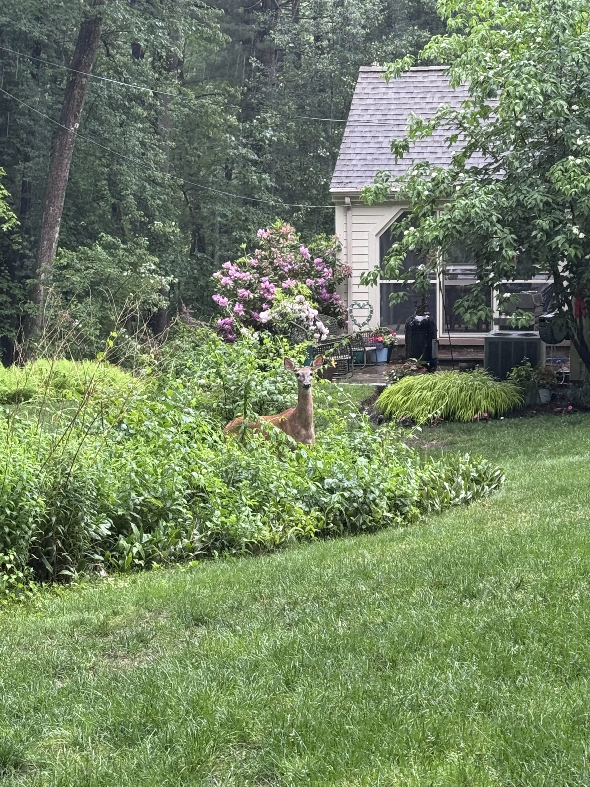 A deer peeks from lush green bushes in a suburban backyard with a house and flowering plants