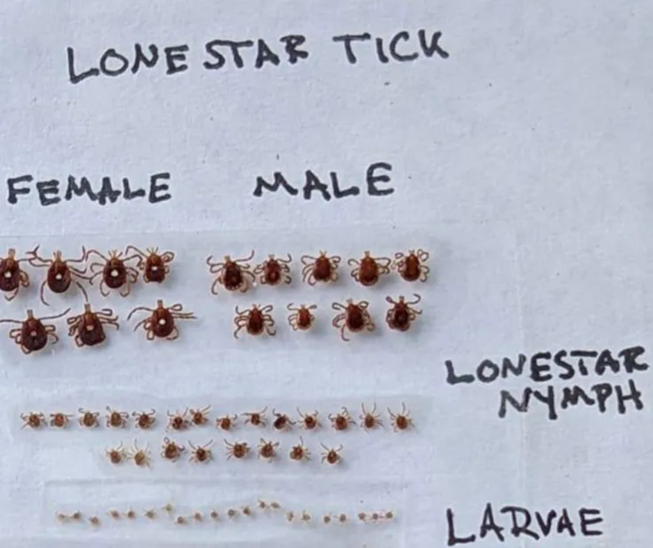 Lone Star Ticks are displayed in female, male, nymph, and larval stages on a white