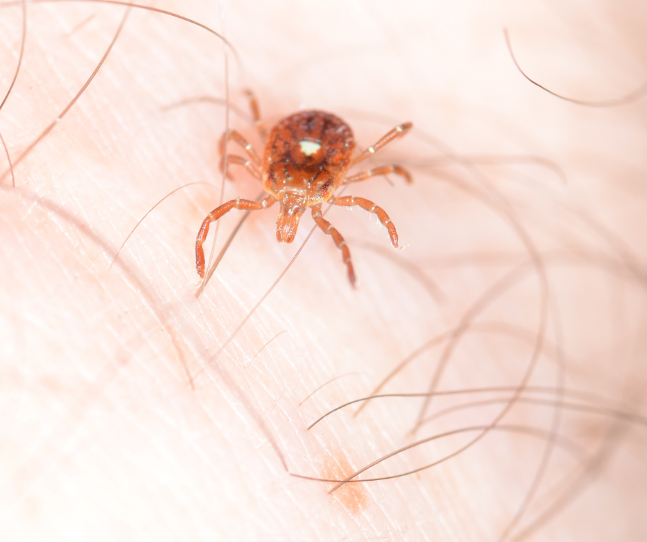 A brown tick with a distinctive white spot is visible on human skin.