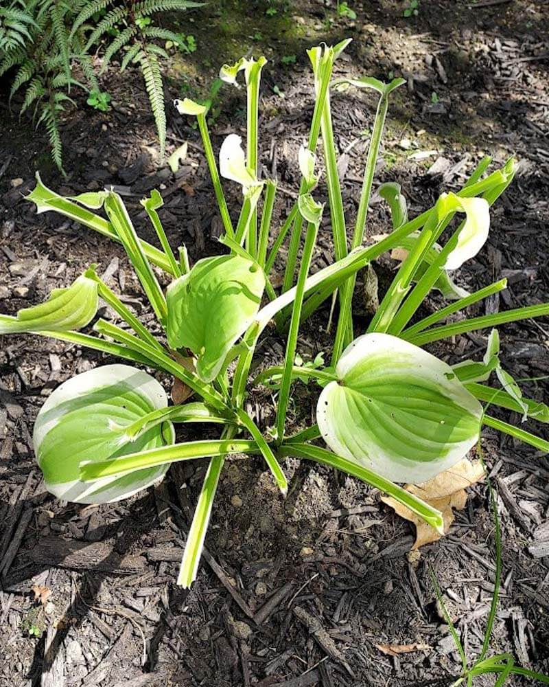 A hosta plant with most leaves eaten, showing bare stems and a few variegated green and white leaves.