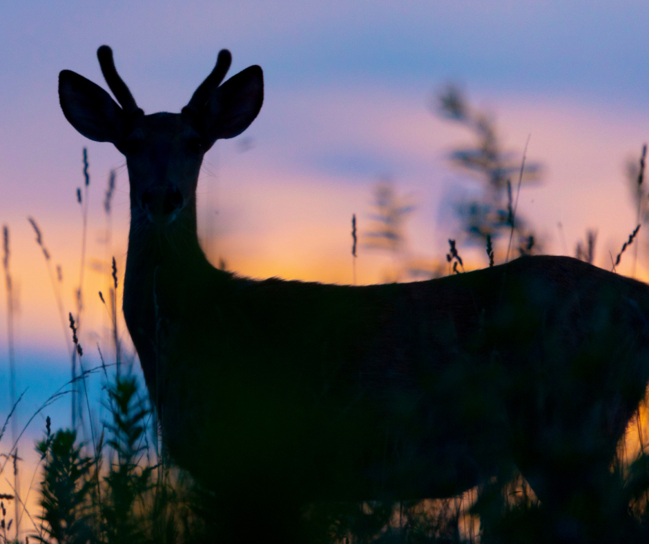 A young buck with small antlers stands silhouetted against a vibrant purple and orange sunset.