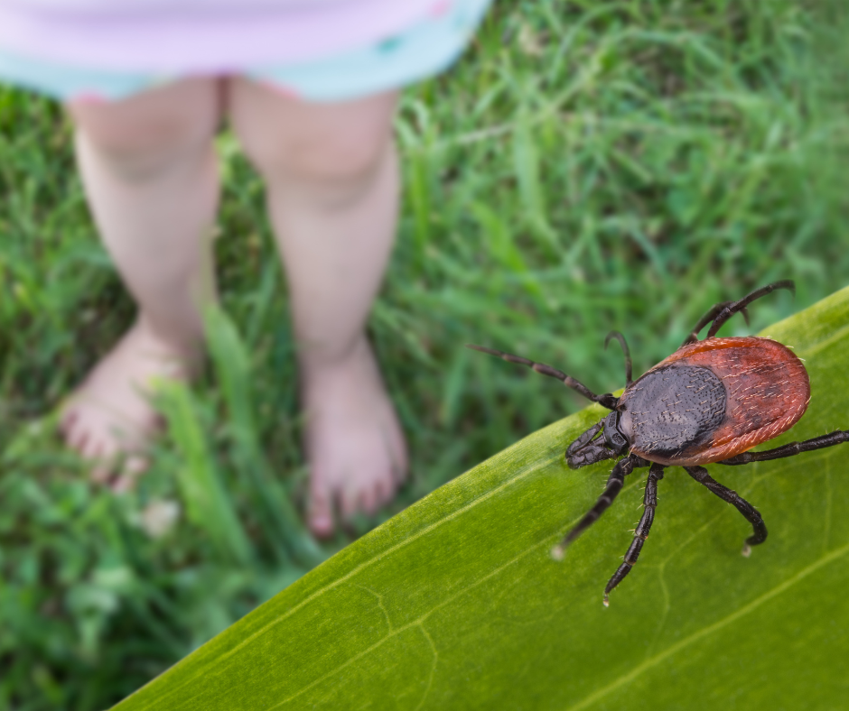 A large tick on a green leaf with a child's bare feet visible in the blurry