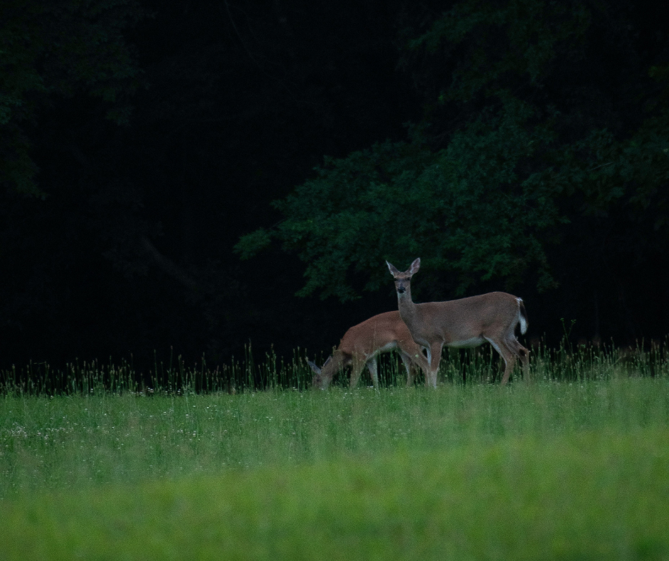 A deer stands alert while another grazes in a green field at dusk.