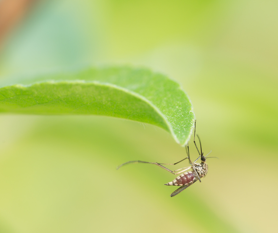 A mosquito with a full, red abdomen hangs upside down from a vibrant green leaf.