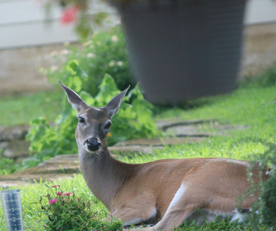 A brown deer lies in a vibrant green lawn, attentively looking at the camera. TITLE: