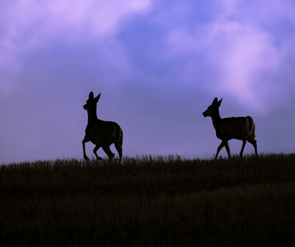 Silhouettes of two deer walk across a dark field against a vibrant purple and blue sky.