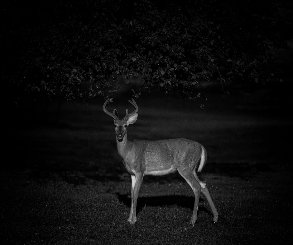 A white-tailed buck with antlers stands illuminated in a dark, grassy field at night.