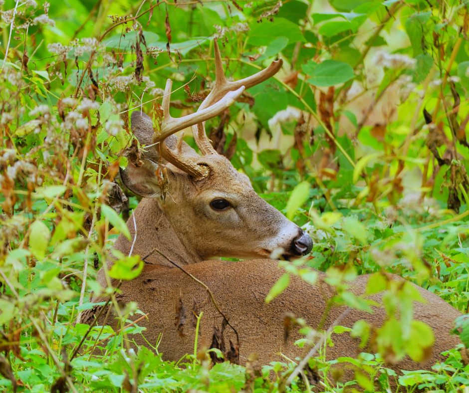 A brown buck with antlers rests camouflaged among dense green and dried foliage.