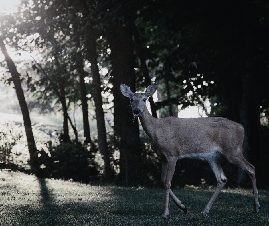 A brown deer with grass in its mouth stands in a shadowy forest with bright sunlight.