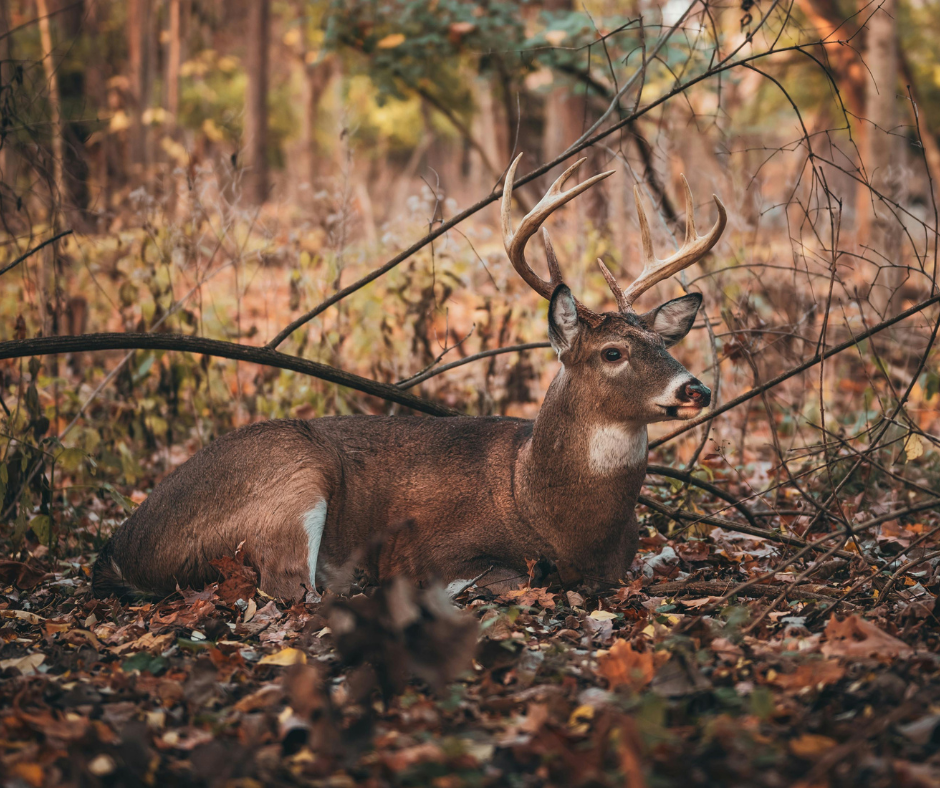 A majestic buck with large antlers rests among fallen autumn leaves in a warm forest.