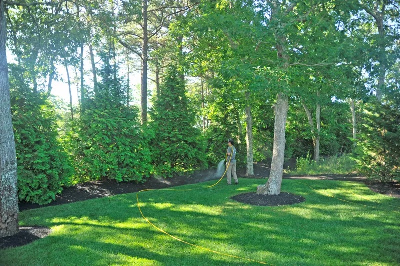 A person waters a freshly mulched garden bed bordering a lush green lawn surrounded by trees.
