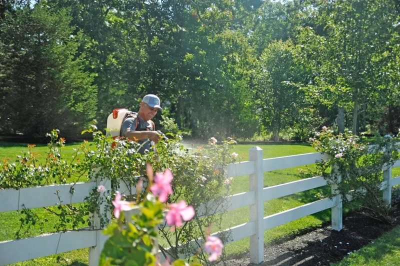 A man wearing a backpack sprayer smiles while treating rose bushes along a white fence. TITLE