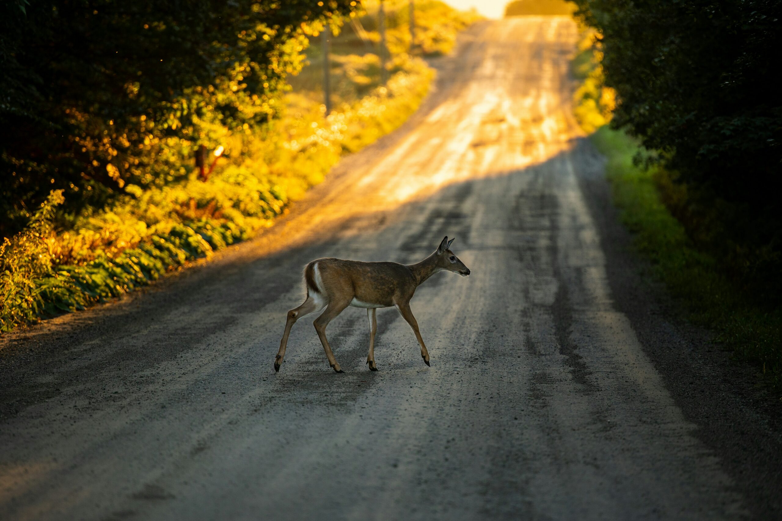 A deer crosses a sun-drenched gravel road flanked by trees during golden hour.