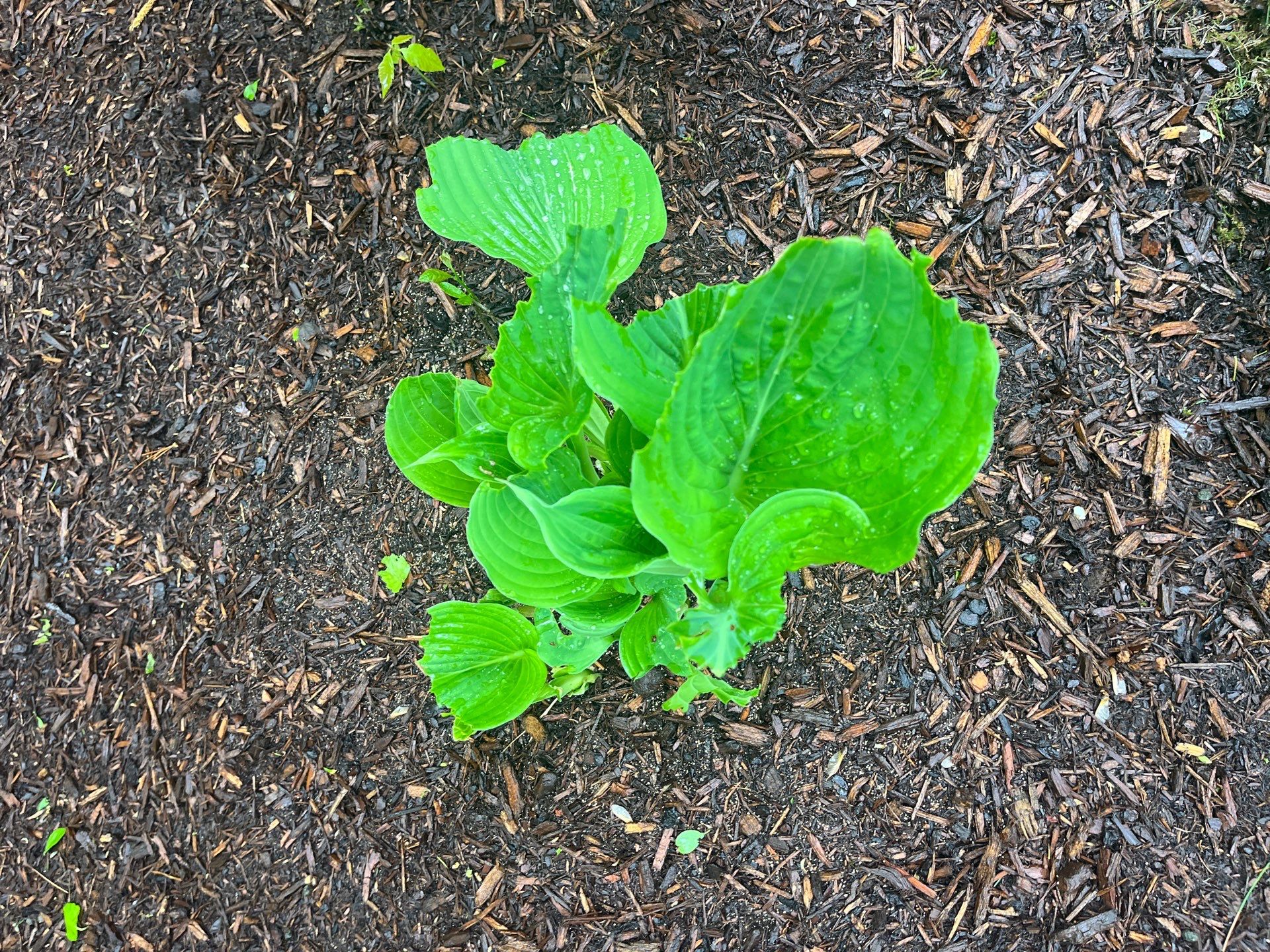 plant eaten by rabbits