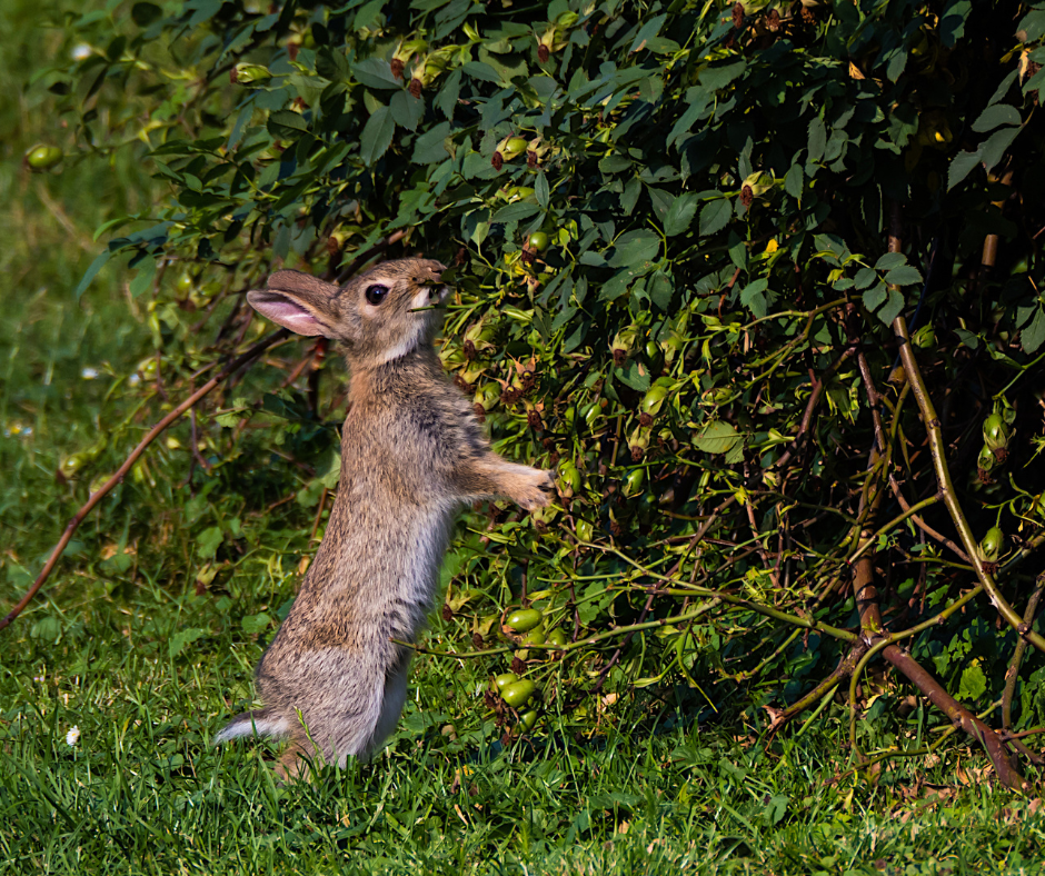 A small brown rabbit stands on its hind legs, reaching up to eat from a green leafy bush