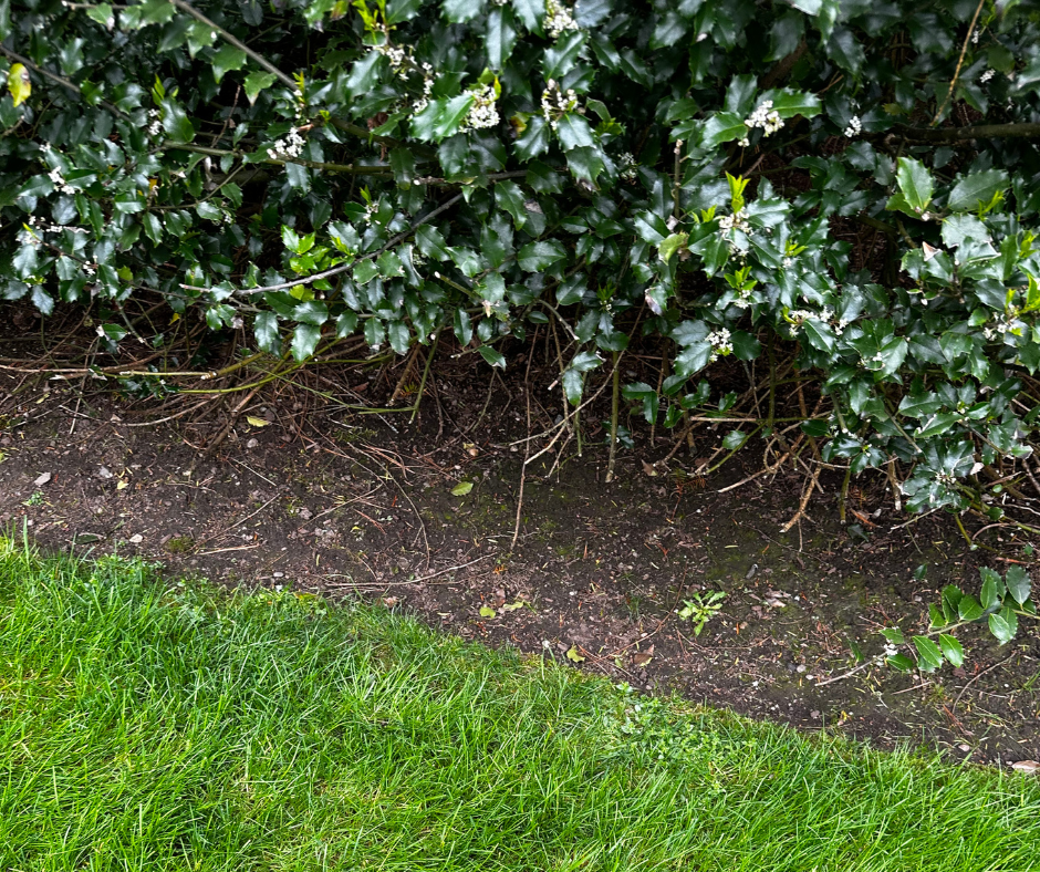 Dark green holly with white flowers borders a strip of soil next to a lush green lawn.