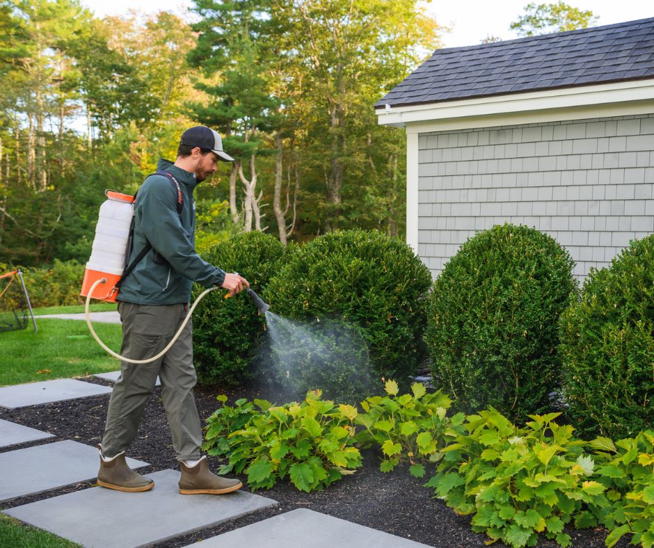 A man uses a backpack sprayer to treat garden plants along a modern house. TITLE:
