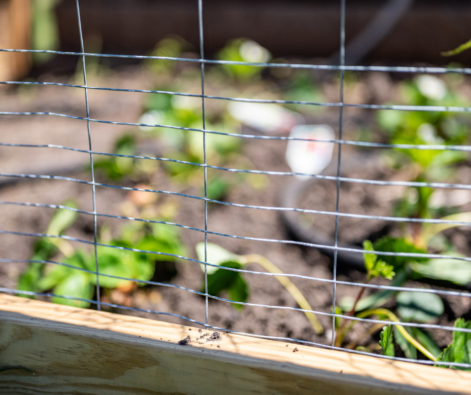 A wire garden fence protects young green plants in a raised garden bed. TITLE