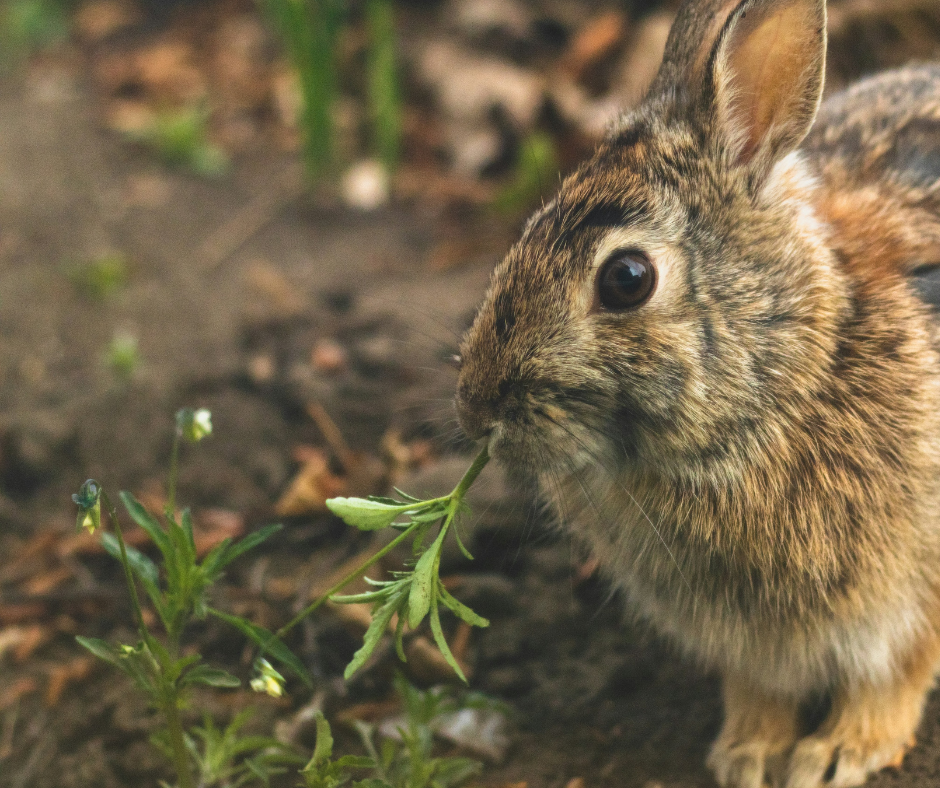 A fluffy brown rabbit with large eyes nibbles on a green plant in the dirt. TITLE