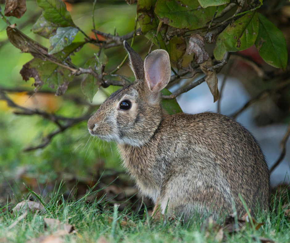 A brown rabbit with large ears sits in green grass under a leafy bush.