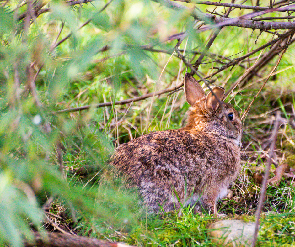 A brown rabbit sits partially hidden by green leaves and branches in a grassy area.