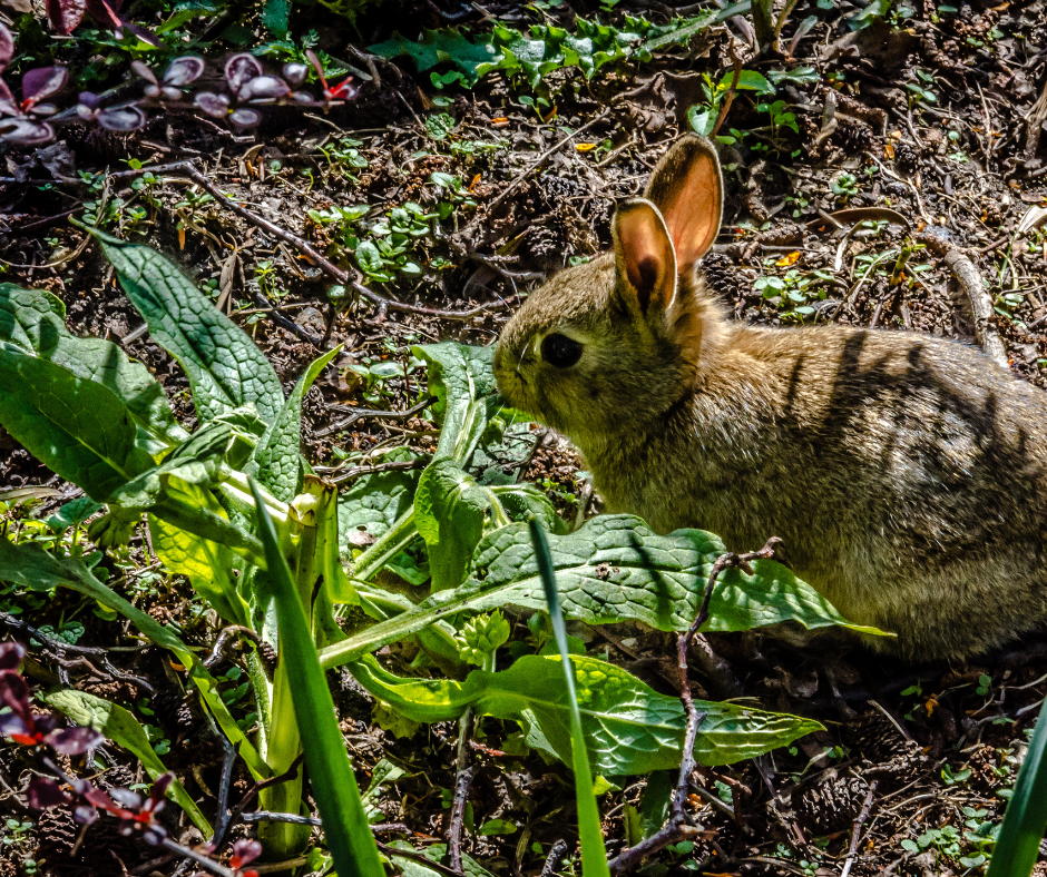 A small brown rabbit with perked ears is partially hidden among green leaves and dirt.