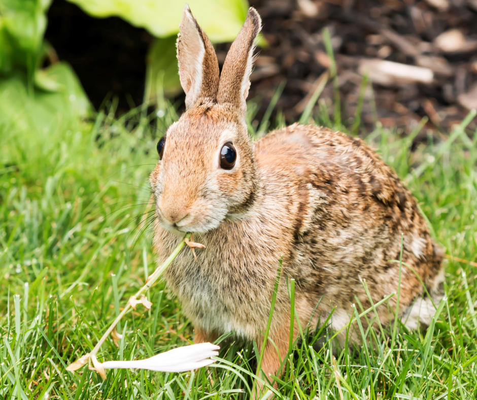A brown rabbit with large eyes eats a white flower stem in lush green grass. TITLE: