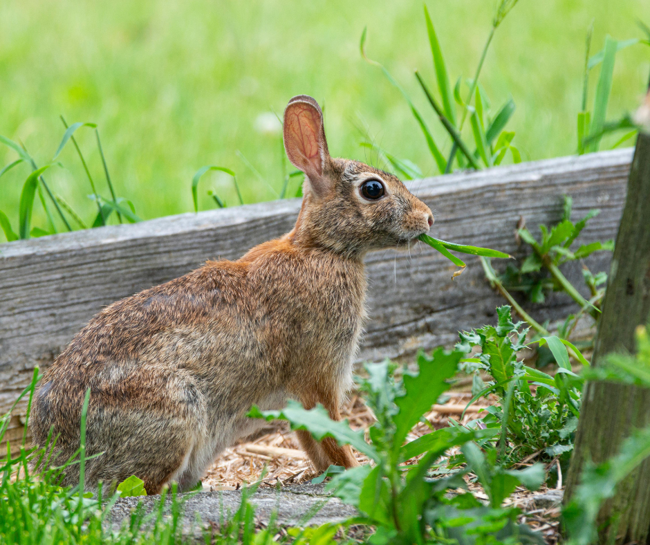 why are rabbits eating my plants? A brown rabbit with large eyes eats a green plant by a wooden fence.