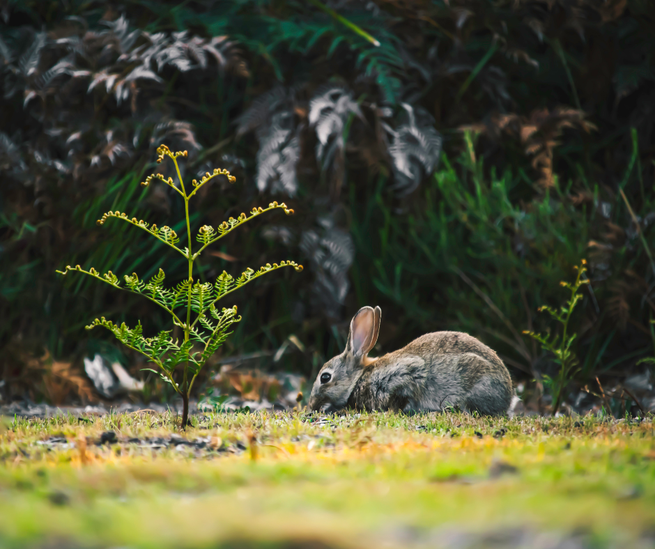 A wild rabbit feeds on green grass beside a vibrant fern with a dark forest background. TITLE