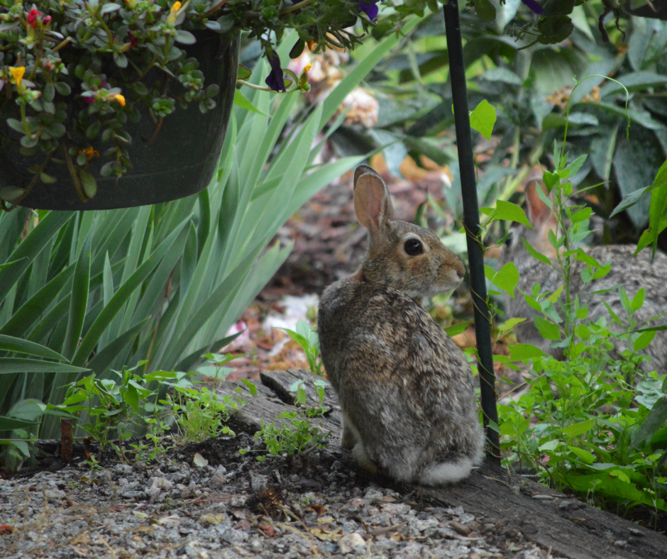 A brown rabbit with a fluffy white tail sits in a green garden, another rabbit visible behind