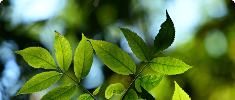NATURALLY EFFECTIVE, PLANT-BASED INGREDIENTS